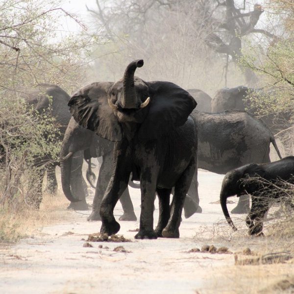 forest-safaris-limited-destinations-angola