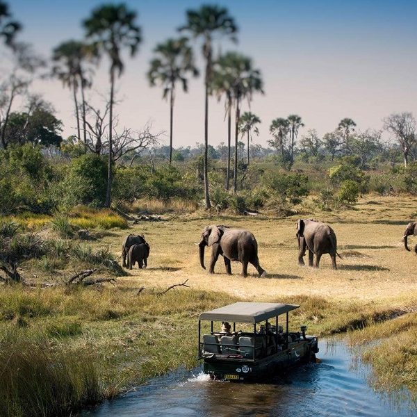 forest-safaris-limited-destinations-botswana