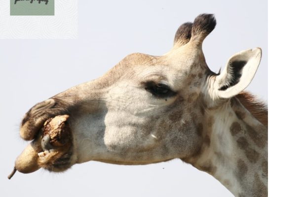 forest-safaris-limited-gallery image01
