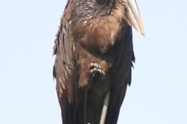 forest-safaris-limited-gallery image02