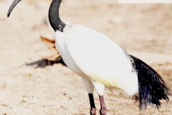 forest-safaris-limited-gallery image03