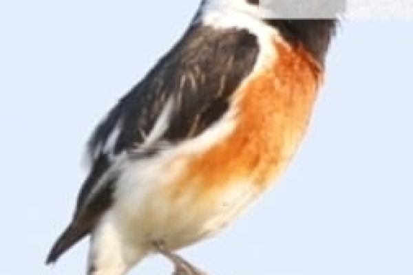 forest-safaris-limited-gallery image06