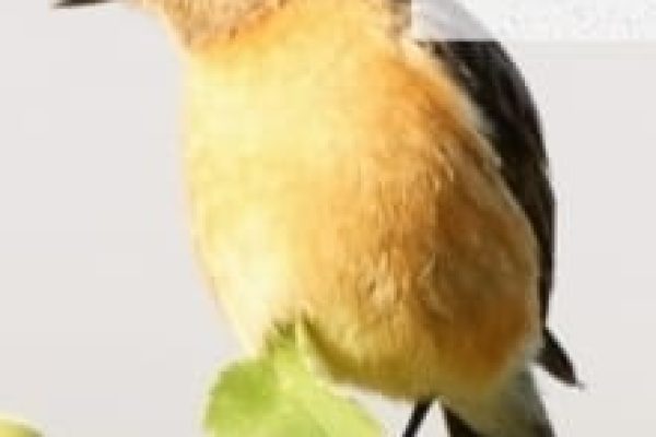 forest-safaris-limited-gallery image10