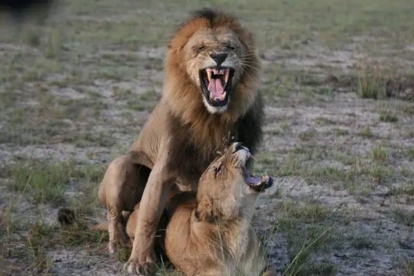 forest-safaris-limited-gallery image12