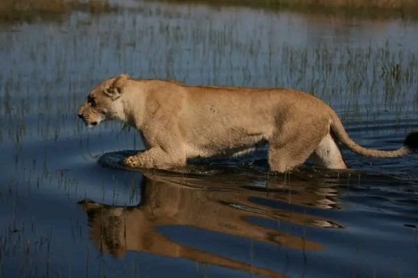 forest-safaris-limited-gallery image13