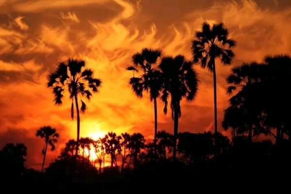 forest-safaris-limited-gallery image14
