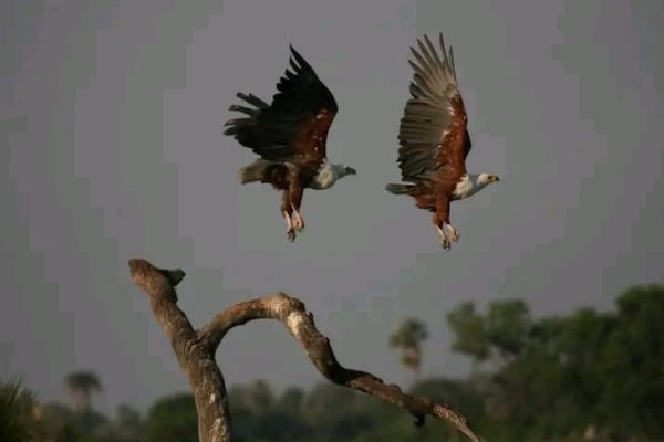 forest-safaris-limited-gallery image15