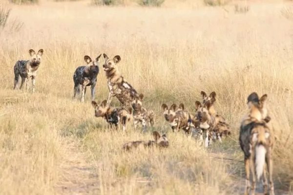 forest-safaris-limited-gallery image16