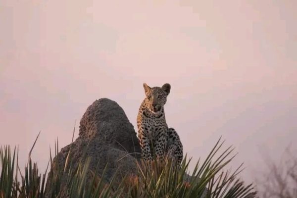 forest-safaris-limited-gallery image17