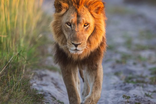forest-safaris-limited-gallery image20