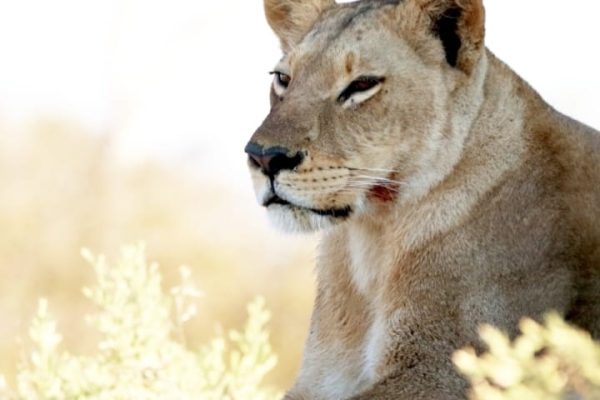 forest-safaris-limited-gallery image21