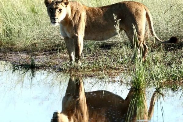 forest-safaris-limited-gallery image22