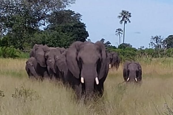 forest-safaris-limited-gallery image23